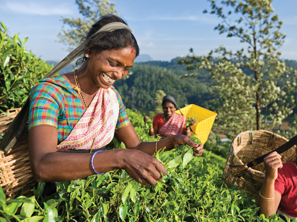 Шри ланка последние. Шри Ланка Цейлон сбор чая. Шри-ланкийские малайцы. Шри Ланка чайные плантации. Сафарри Шри Ланка.